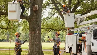 Aurora, IL arborist inspecting tree disease symptoms for professional treatment