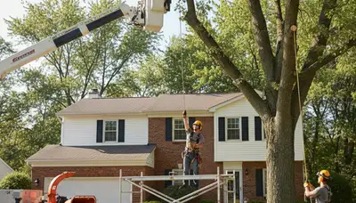 Tree service crew in Aurora, IL providing professional tree care for residential and commercial properties
