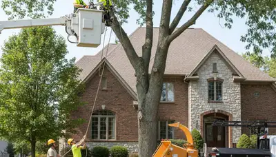Tree service crew in Aurora, IL providing professional tree removal and trimming services