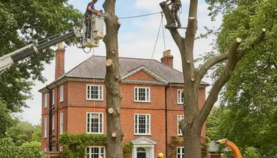 Tree service crew in Aurora, IL providing professional tree trimming and removal services