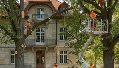 Tree service crew in Aurora, IL providing professional tree care and removal services