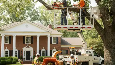Tree service crew in Aurora, IL providing professional tree trimming and removal services