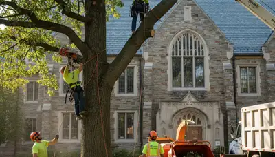 Tree service crew in Aurora, IL providing professional tree removal and trimming support