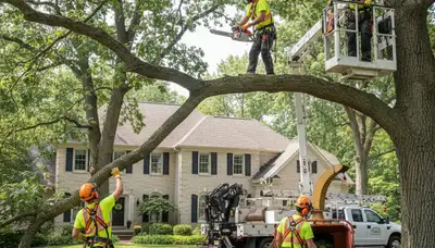 Tree service crew in Aurora, IL providing professional tree removal and trimming services