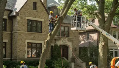 Tree service crew in Aurora, IL providing professional tree care and removal services