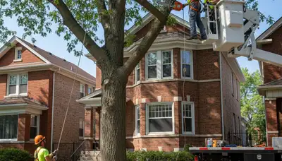 Tree service crew providing professional tree care in Aurora, IL